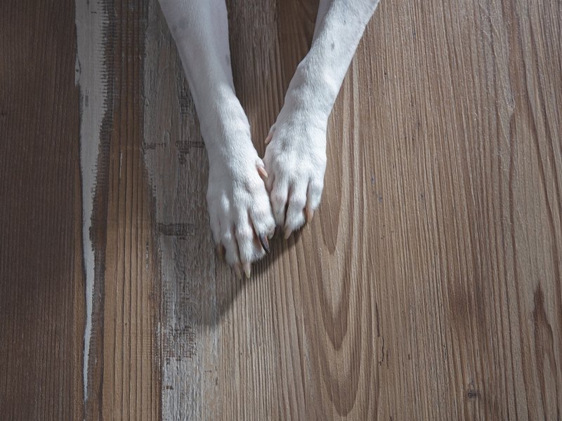 Dog's paws on sturdy hardwood flooring